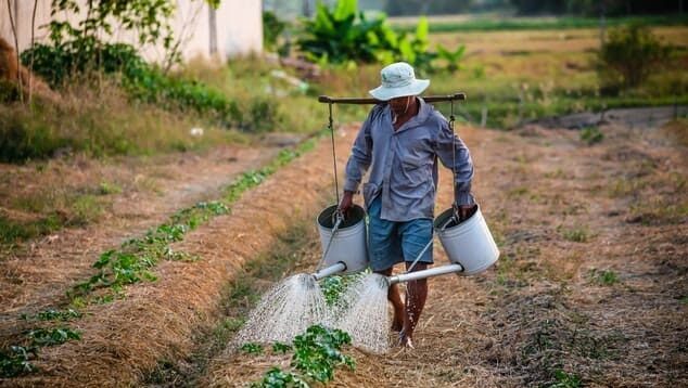Farmer watering plants in the field.